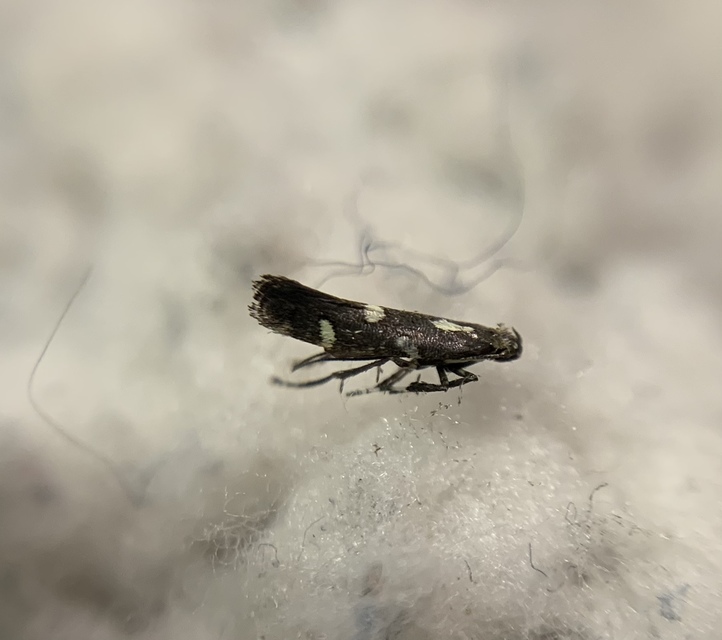 Calybites phasianipennella - lóromaknázó keskenymoly