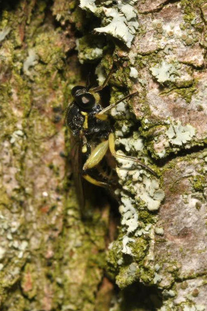 Solva marginata