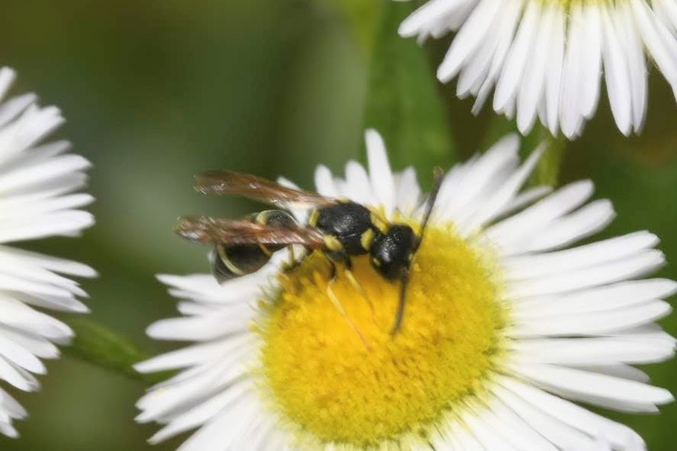 Stenodynerus