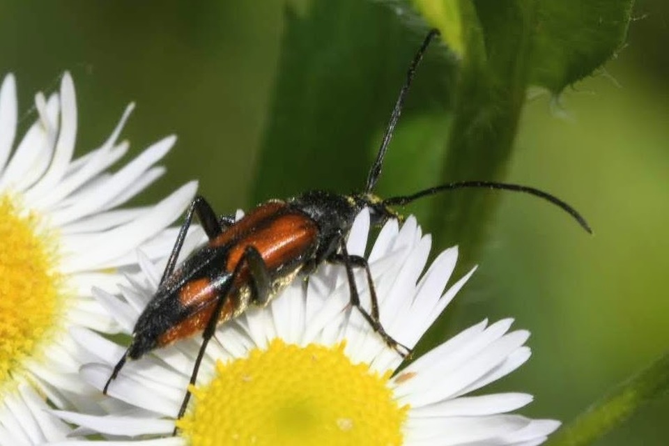 Stenurella bifasciata - kétöves karcsúcincér