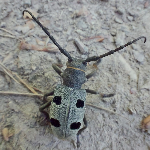 Morimus asper funereus - gyászcincér