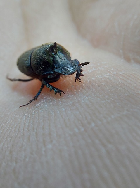 Onthophagus verticicornis - fekete trágyatúró
