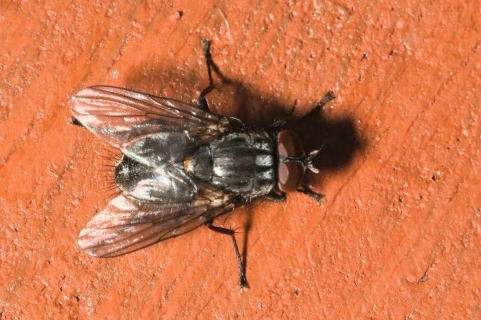 Muscina levida