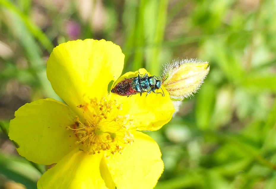 Anthaxia salicis - bíboros virágdíszbogár