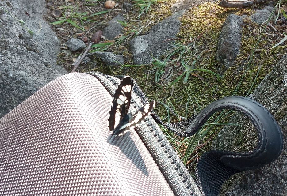 Neptis rivularis - nagy fehérsávoslepke