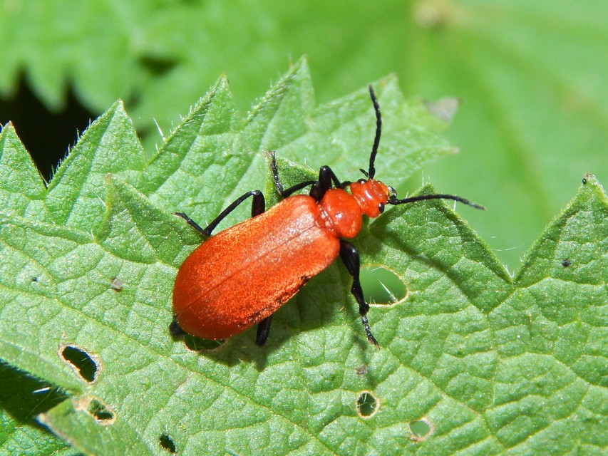 Pyrochroa serraticornis - közép-bíborbogár