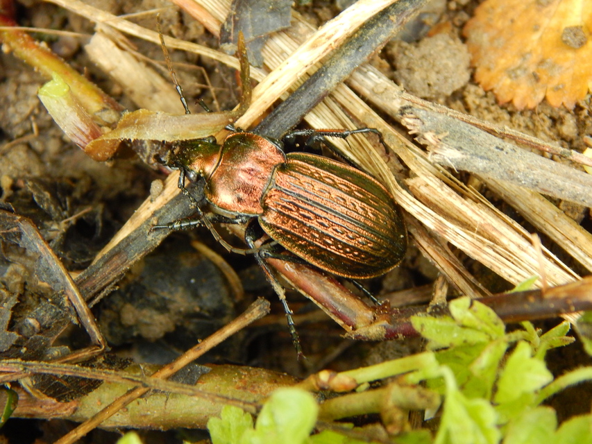 Carabus ulrichii - rezes futrinka Carabus ulrichii - rezes futrinka