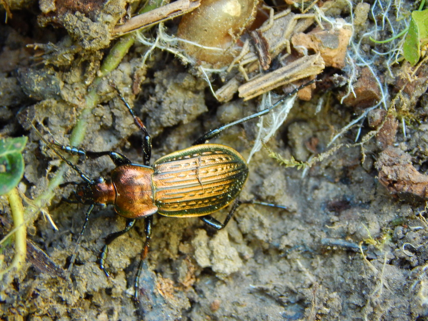 Carabus ulrichii - rezes futrinka Carabus ulrichii - rezes futrinka