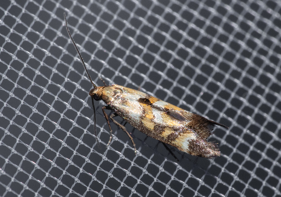 Epermenia pontificella - tarka íveltmoly
