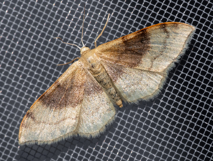 Idaea degeneraria - barnasávos araszoló
