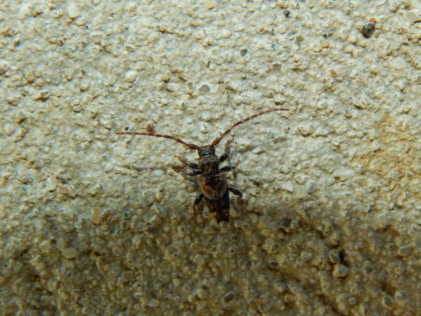 Pogonocherus hispidus - kéttövises ecsetcincér