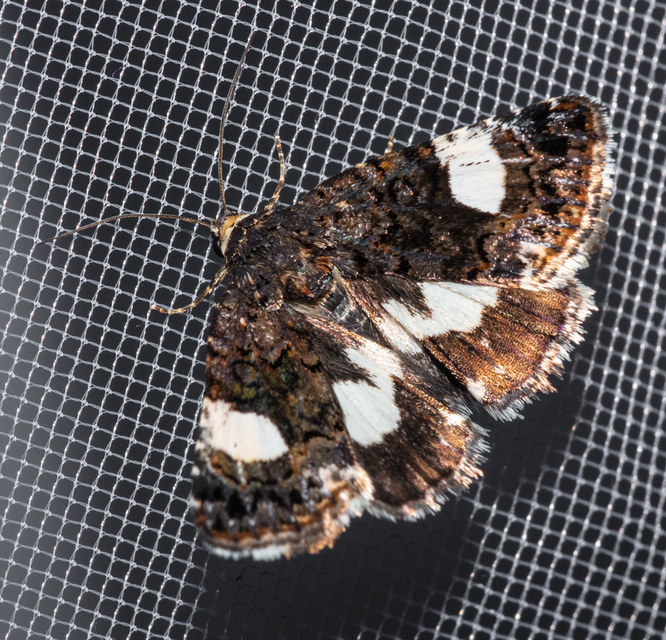 Tyta luctuosa - fekete nappalibagoly