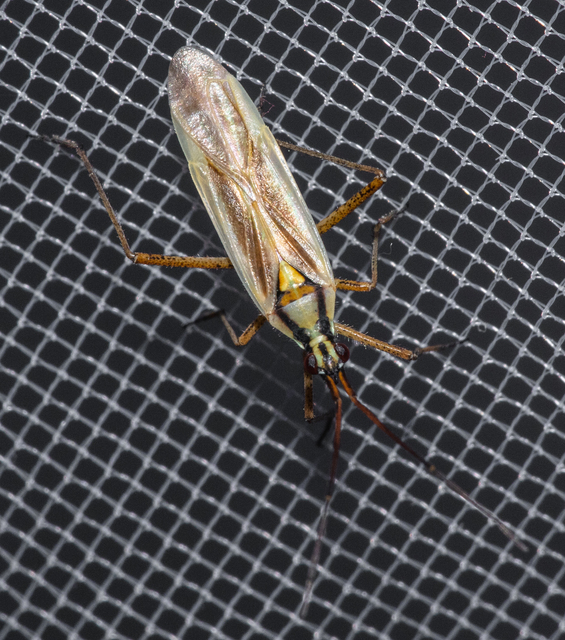 Leptopterna ferrugata - vastagcsápú mezeipoloska