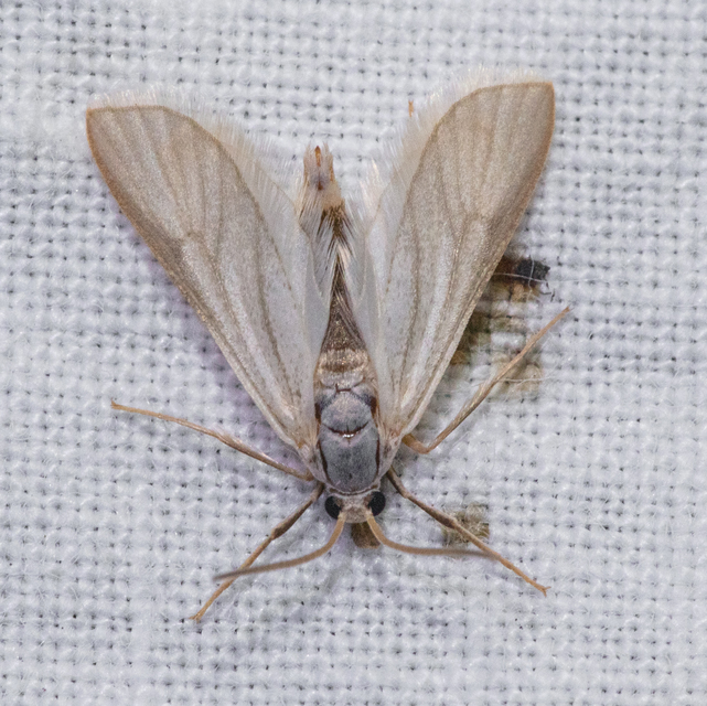 Acentria ephemerella - törpe vízimoly