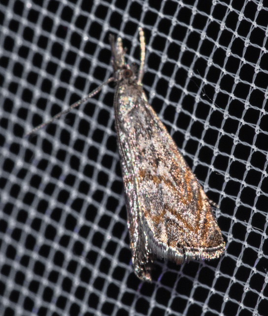 Platytes cerussella - törpe fűgyökérmoly