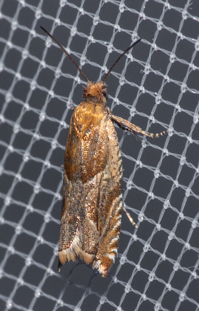 Ancylis