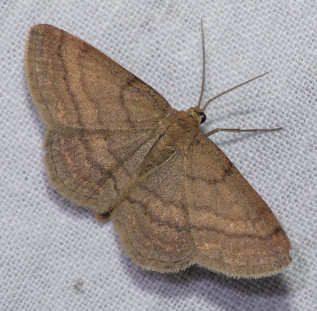 Scopula rubiginata - réti pirosaraszoló