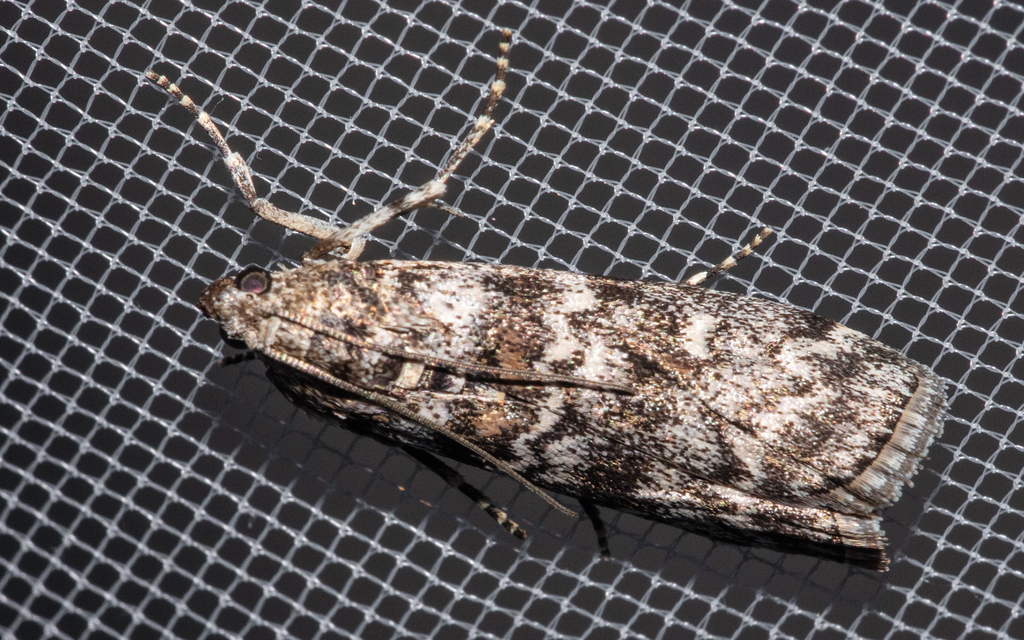 Dioryctria
