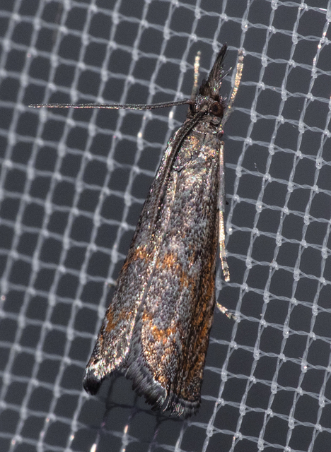 Platytes cerussella - törpe fűgyökérmoly