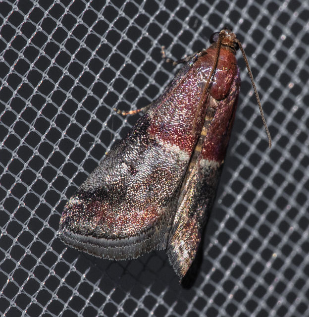 Acrobasis marmorea - márványos karcsúmoly