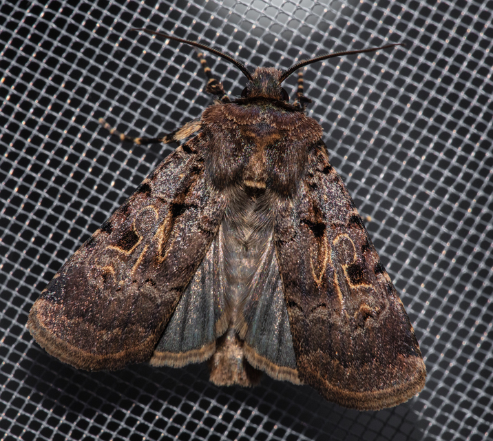 Chersotis rectangula - barna földibagoly