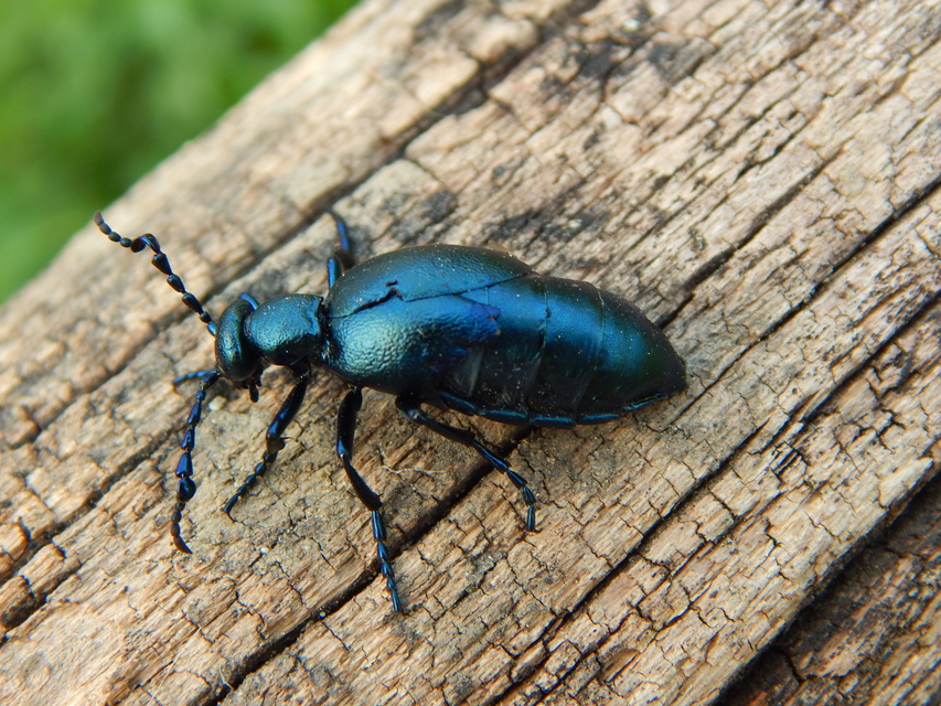 Meloe violaceus - kék nünüke