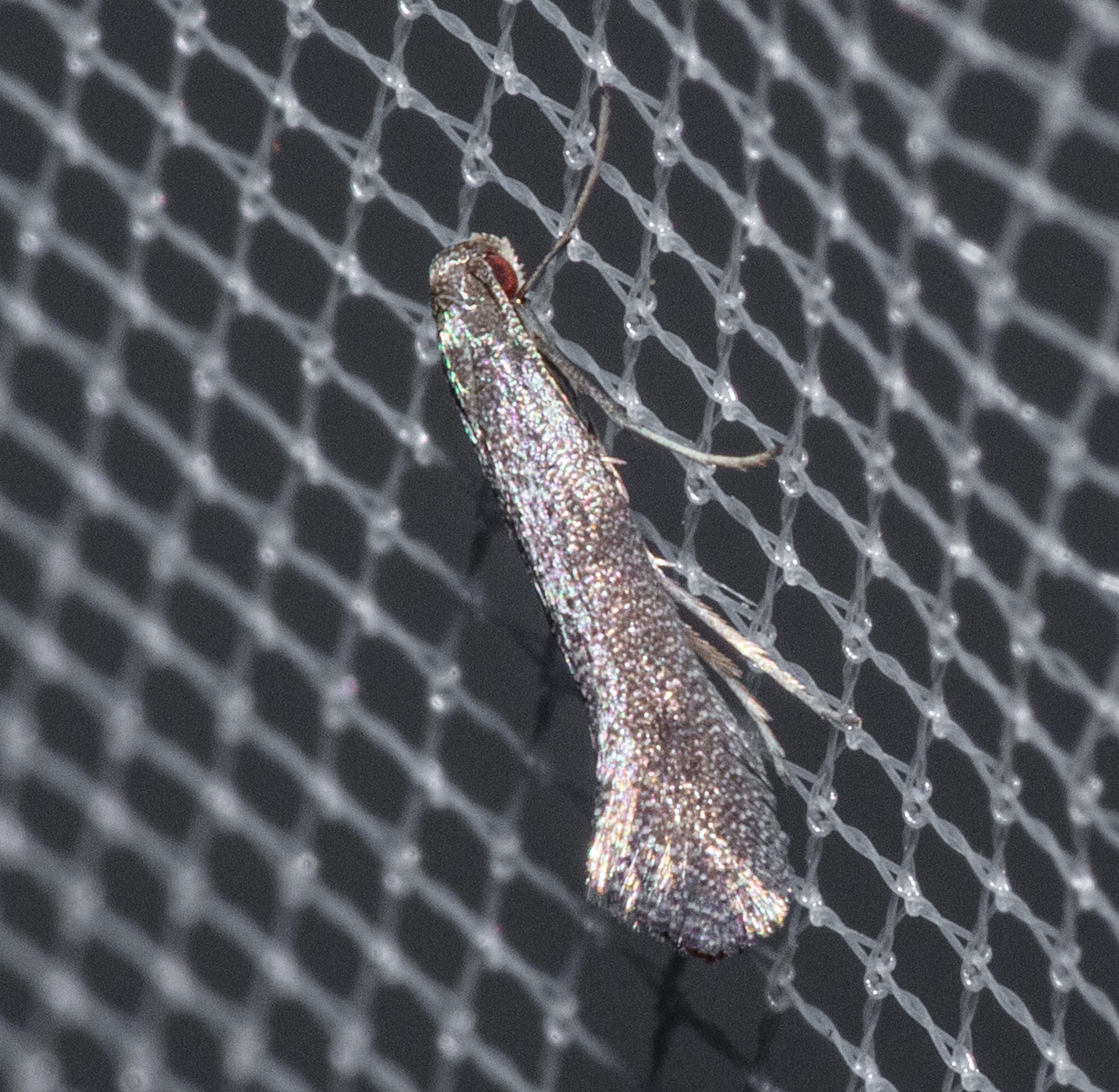 Tinagma ocnerostomella - kígyószisz-legyezősmoly