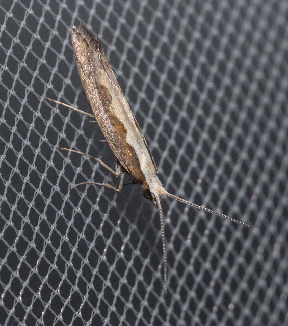 Plutella xylostella - káposztamoly