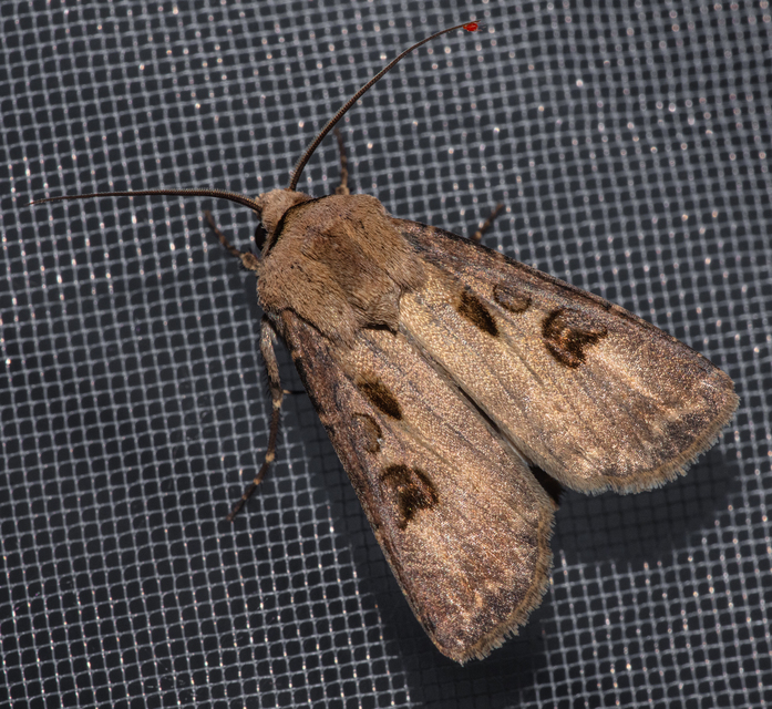 Agrotis exclamationis - felkiáltójeles földibagoly