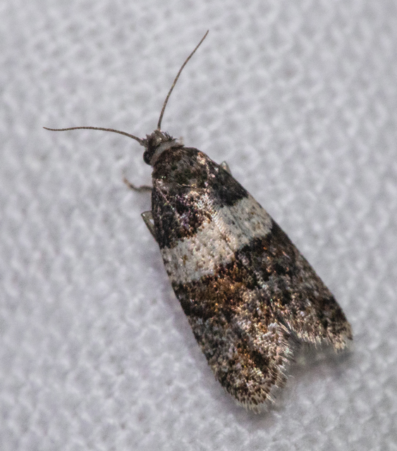 Isotrias hybridana - cifra sodrómoly