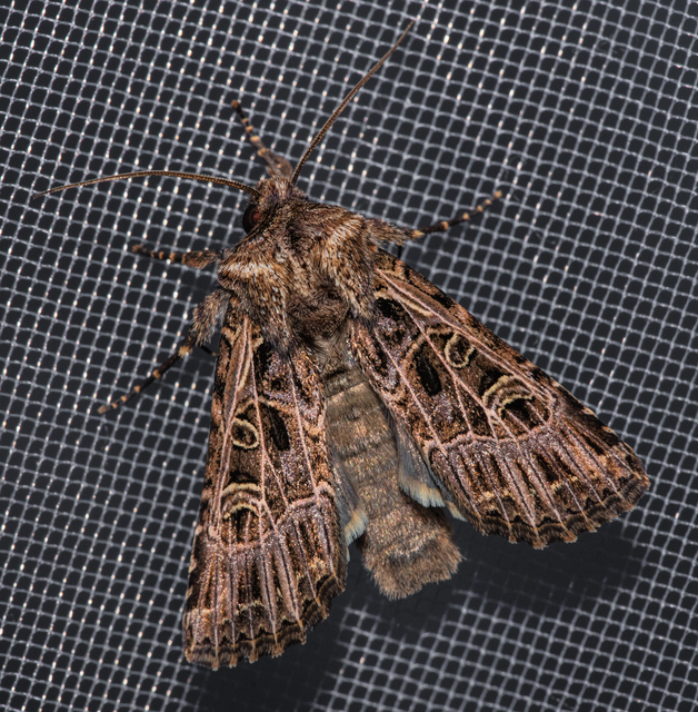 Heliophobus reticulata - fehéreres kertibagoly