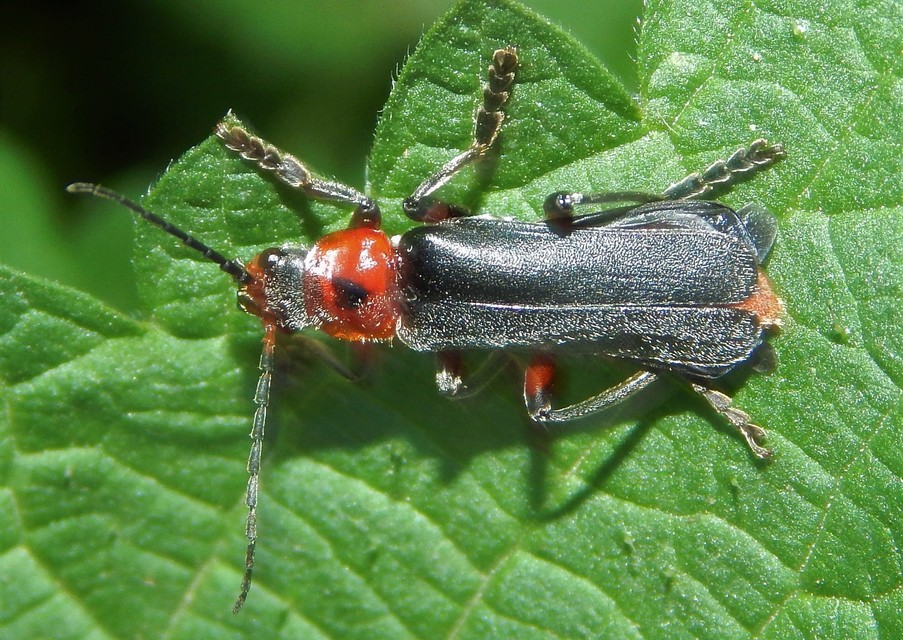 Cantharis rustica - suszterbogár