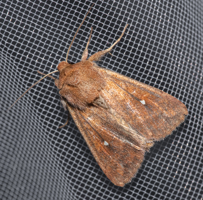 Mythimna albipuncta - fehérpettyes rétibagoly