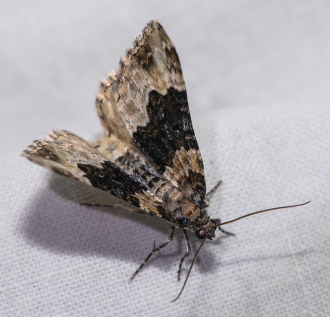 Epirrhoe galiata - sávos galajaraszoló