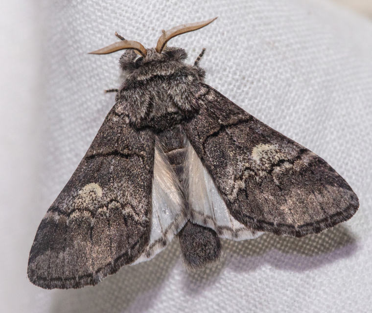 Drymonia querna - tölgyfa-púposszövő