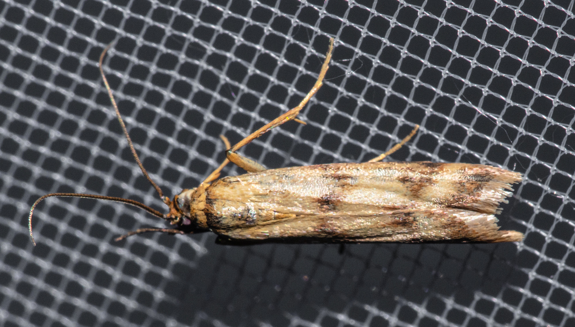 Homoeosoma sinuella - agyagsárga karcsúmoly