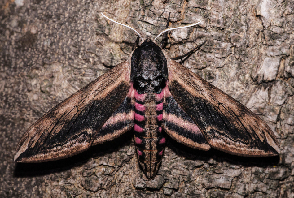 Sphinx ligustri - fagyalszender
