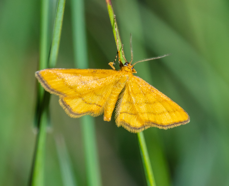 Idaea aureolaria - aranyos sávosaraszoló
