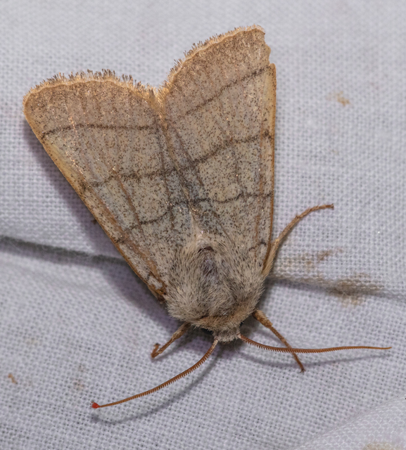 Charanyca trigrammica - háromsávos lombbagoly