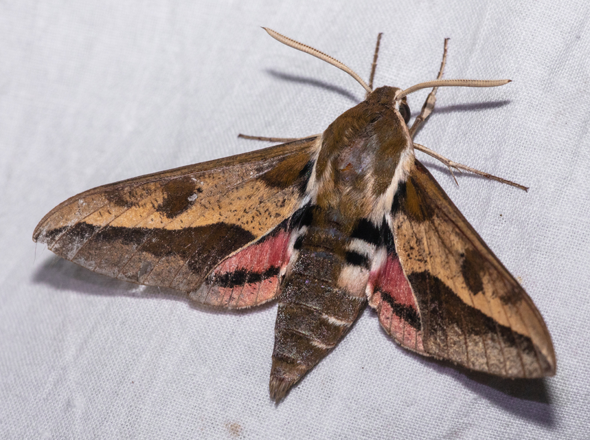 Hyles euphorbiae - kutyatejszender