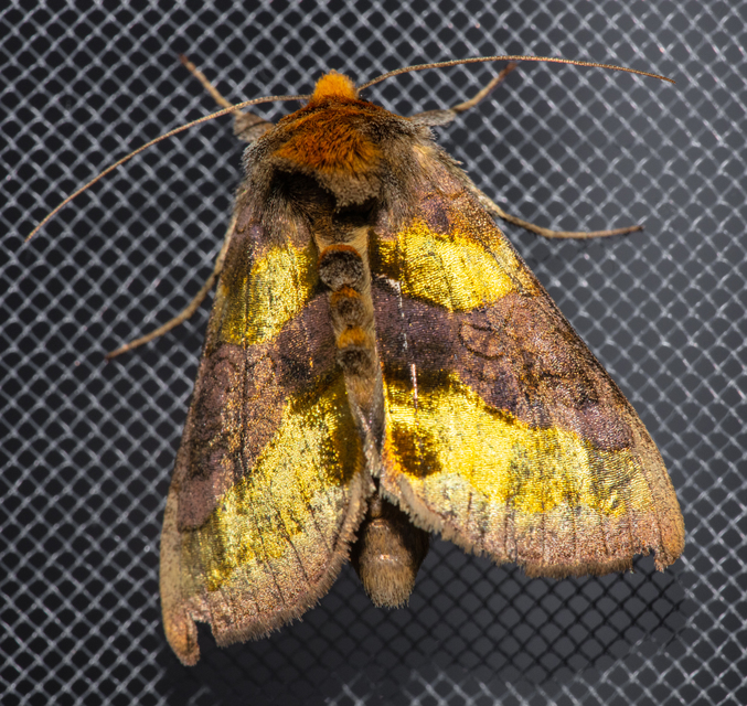 Diachrysia chrysitis - aranybagoly