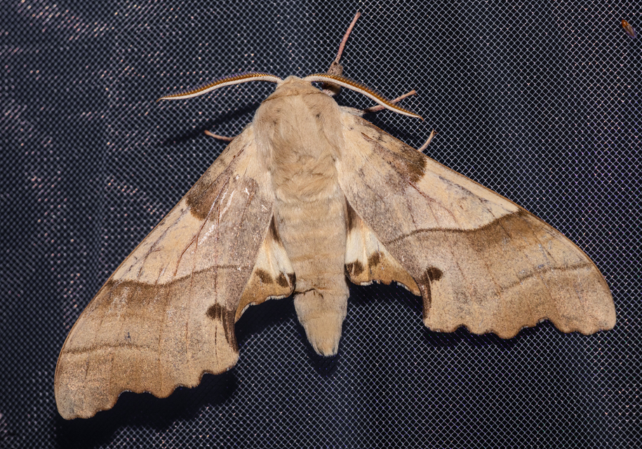Marumba quercus - tölgyfaszender