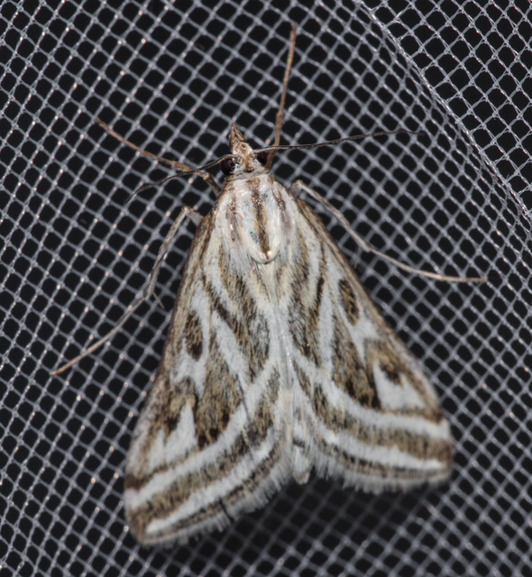 Loxostege aeruginalis - cifra tűzmoly