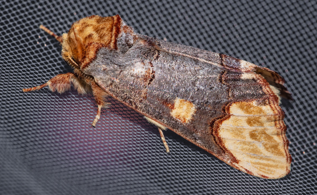 Phalera bucephaloides - magyar púposszövő