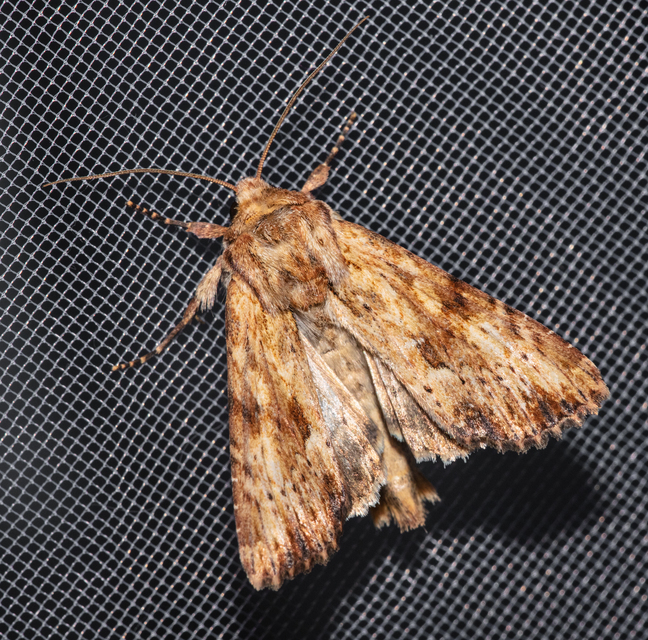 Apamea sublustris - sárgás dudvabagoly