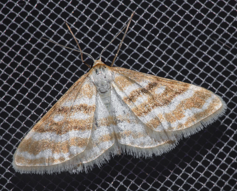 Idaea sericeata - selymes sávosaraszoló