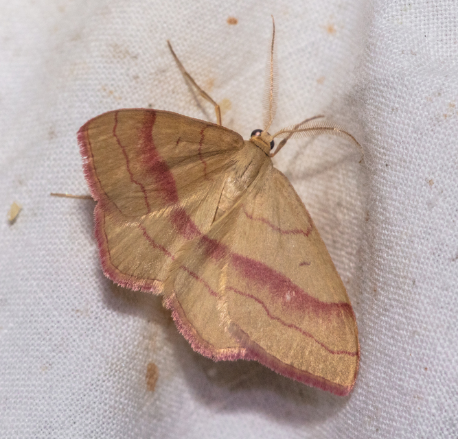 Rhodostrophia vibicaria - pirosszélű araszoló