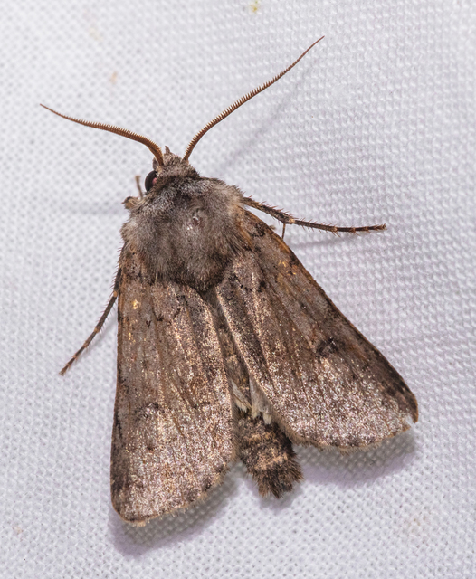 Agrotis cinerea - szürkés földibagoly
