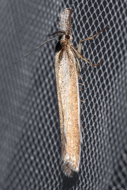 Pleurota