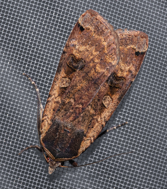 Noctua pronuba - nagy sárgafűbagoly
